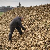 La récolte de betteraves à sucre est qualifiée cette année de moyenne à bonne (archives). KEYSTONE/LAURENT GILLIERON